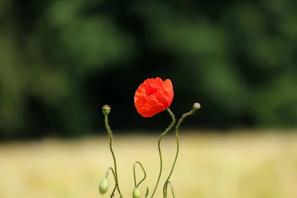 Vista Cerca Hermosas Flores Amapola Silvestre —  Fotos de Stock