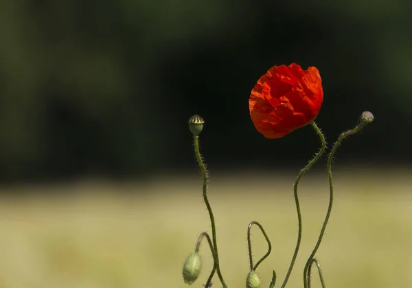 Vista Cerca Hermosas Flores Amapola Silvestre — Foto de Stock