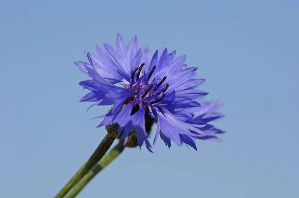 Vista Cênica Bela Flor Milho Florescendo — Fotografia de Stock