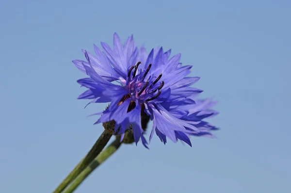 Vista Panorámica Hermosa Flor Aciano — Foto de Stock