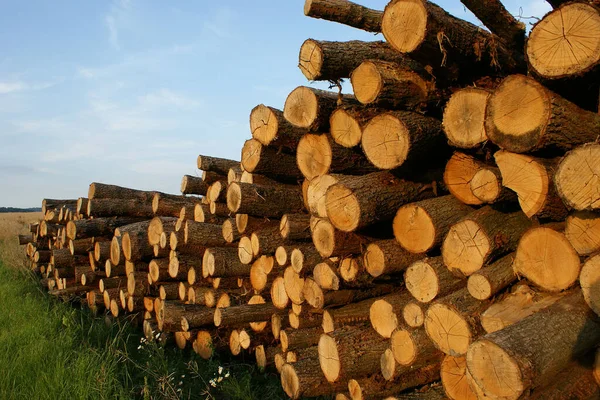 木の丸太 薪の幹 — ストック写真