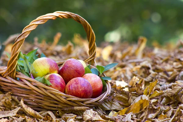 Pommes Fraîches Dans Panier Dans Jardin Automne — Photo