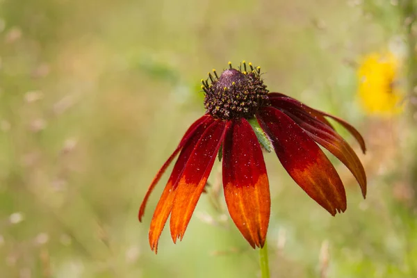 Rudbeckia Flower Nature — Stock Photo, Image