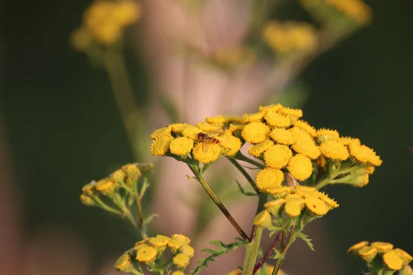 Žluté Květy Okvětní Lístky Flóra Zeleň — Stock fotografie