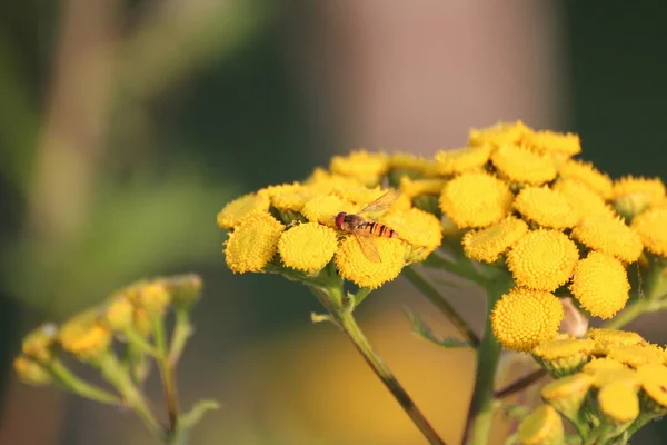 黄花花瓣 植物和树叶 — 图库照片