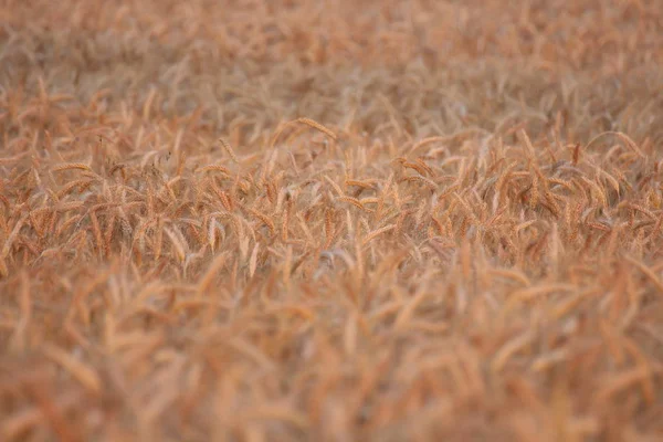 Вид Кукурудзяне Поле Концепція Сільського Господарства — стокове фото