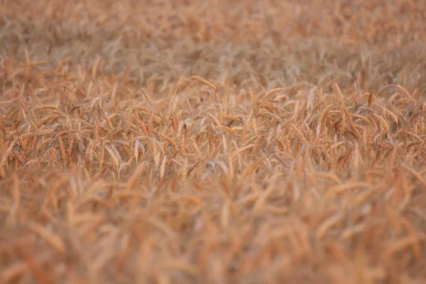 Vista Campo Milho Conceito Agricultura — Fotografia de Stock