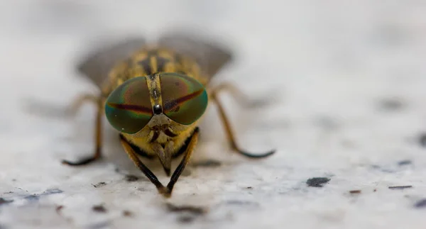 Close Bug Natureza Selvagem — Fotografia de Stock