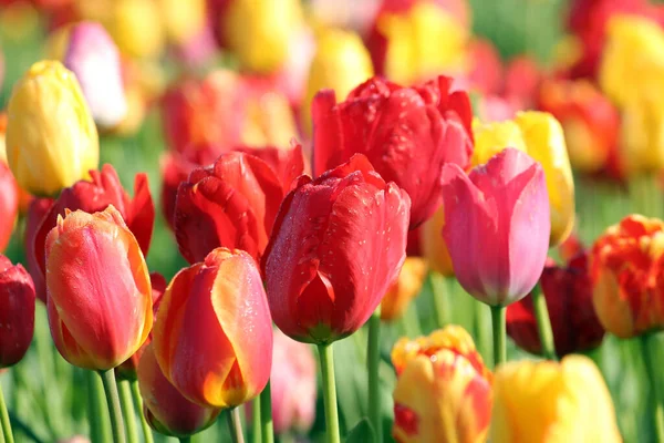 Barevné Tulipány Květiny Podání — Stock fotografie
