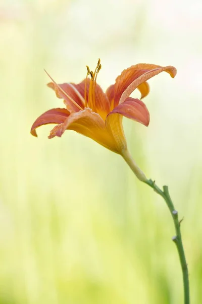 Gelbrote Taglilie Yellow Day Lily — стокове фото