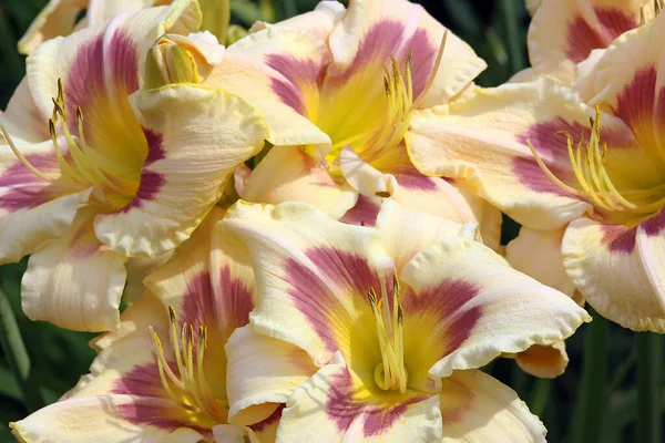 Hemerocallis Cultorum Moonlight Maškaráda — Stock fotografie