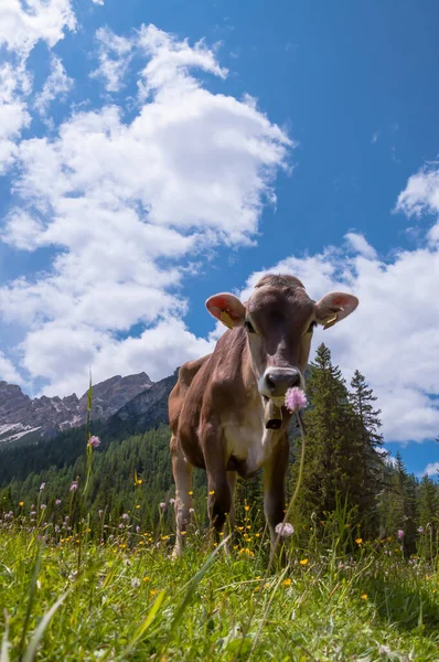 Una Mucca Sta Sul Pascolo Sembra Curiosa — Foto Stock