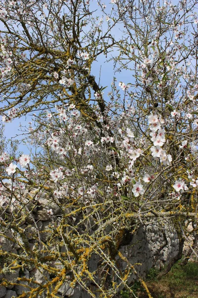 Mandulavirág Tavaszi Évszakban Növény Természet — Stock Fotó