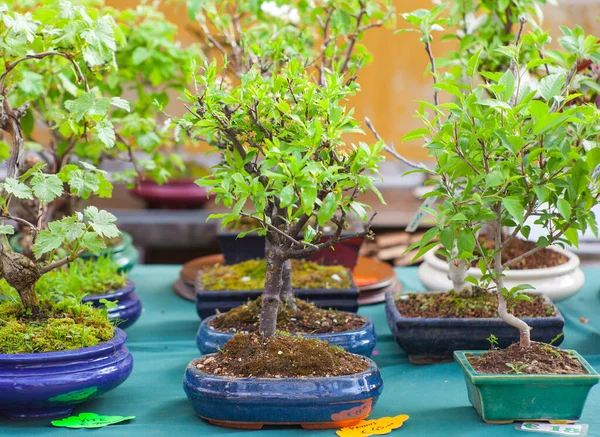 Bonsai Baum Wachsende Pflanze — Stockfoto