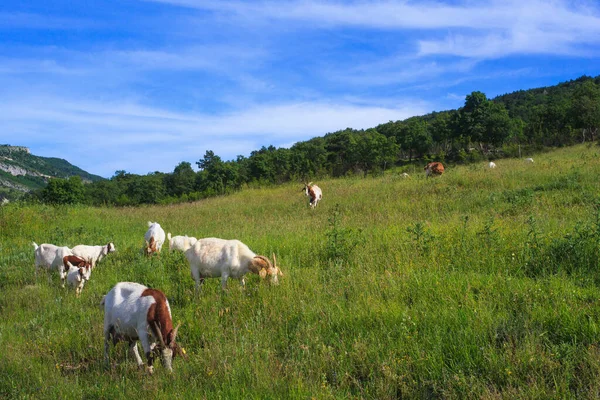 Cabras Pastando Campo Verde — Fotografia de Stock