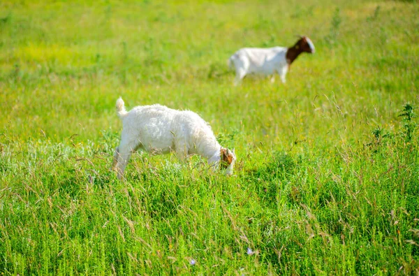 시골에서 염소들 — 스톡 사진