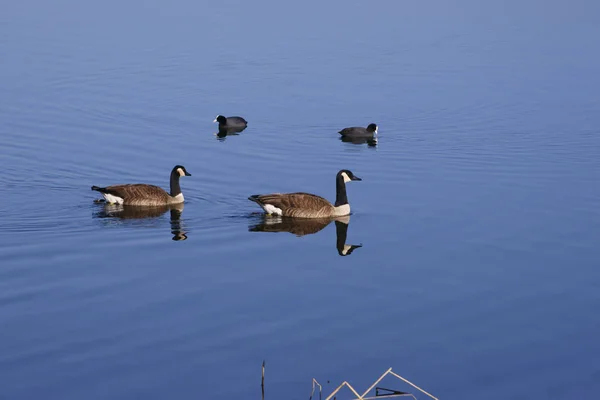 Aussichtsreiche Aussicht Auf Schöne Vögel Der Natur — Stockfoto