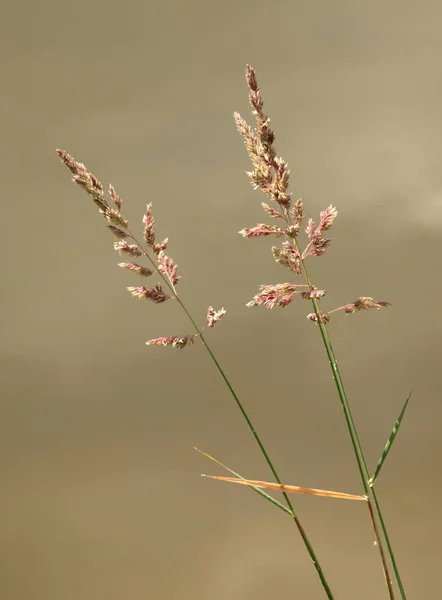 Malebný Pohled Přírodní Krajinu — Stock fotografie