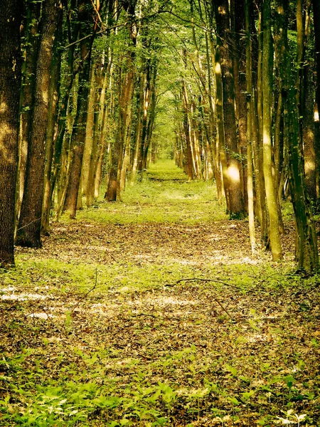 Chemin Spirituel Dans Une Belle Forêt Fraîche — Photo