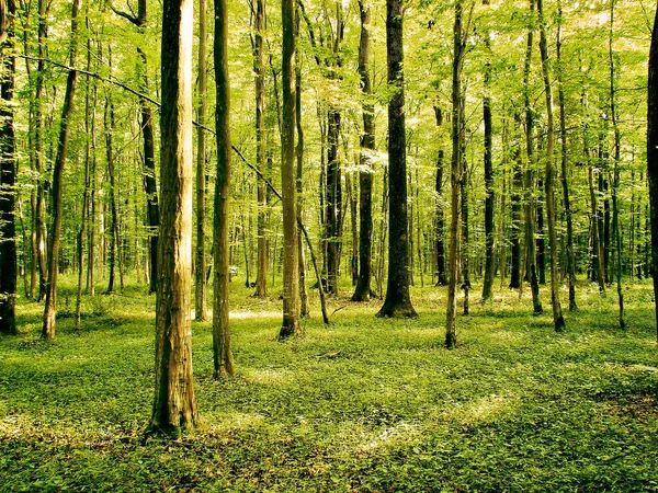 空気がきれいな美しい野生の森 瞑想とリラクゼーションに最適 — ストック写真