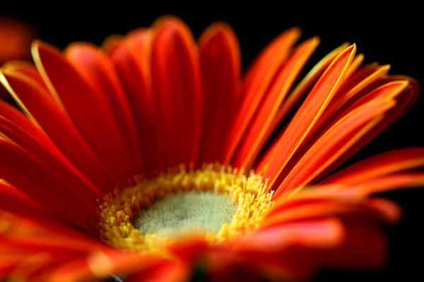 Gros Plan Gerbera Fleur Sur Fond — Photo