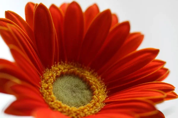 Primo Piano Fiore Gerbera Sfondo — Foto Stock