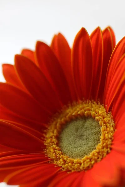 Zbliżenie Gerbera Kwiat Tle — Zdjęcie stockowe