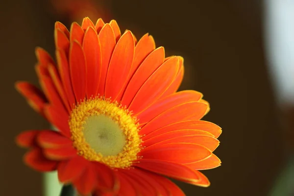 Arka Planda Gerbera Çiçeğinin Yakın Çekimi — Stok fotoğraf