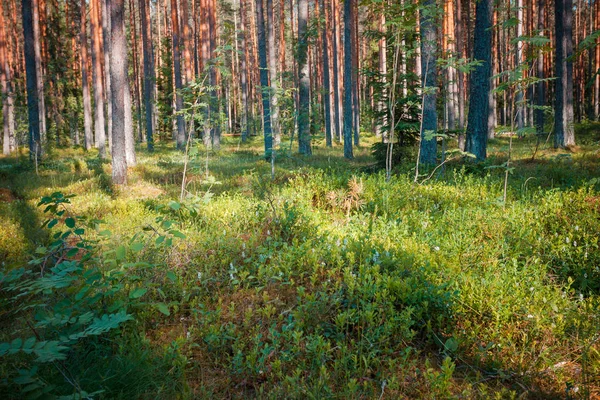Fenyőerdő Utolsó Napsütéssel Fák Között — Stock Fotó