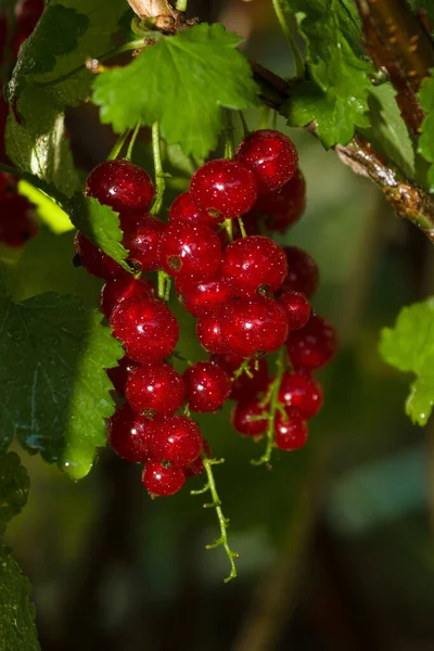 Red Currant Rain — Stock Photo, Image