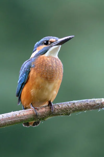 Vista Close Pássaro Kingfisher Vida Selvagem — Fotografia de Stock