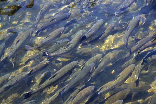 水下摄影 海洋生物 — 图库照片