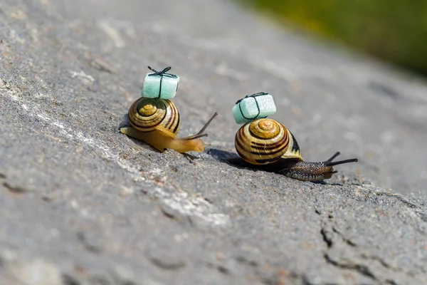 달팽이 조개껍데기 — 스톡 사진