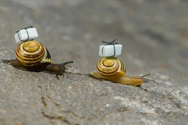 Snail Ground — Stock Photo, Image