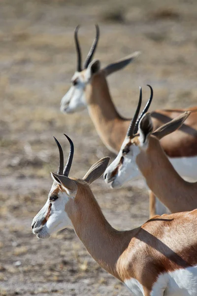 Manada Springboks Durante Día Soleado —  Fotos de Stock