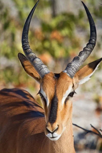 Impala Zvířecí Fotografie Přírodě Volně Žijící Živočichové — Stock fotografie