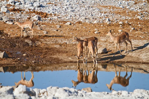 Impala Hayvan Fotoğrafı Vahşi Yaşam Hayvanı — Stok fotoğraf