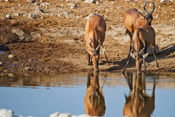 Антилопи Питна Вода Річці — стокове фото