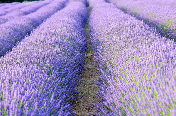 Lavanda Campos Flores Roxas — Fotografia de Stock