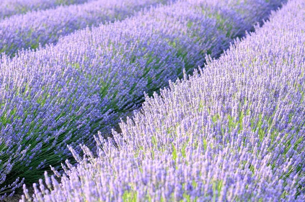 Lavender Fields Purple Flowers – stockfoto