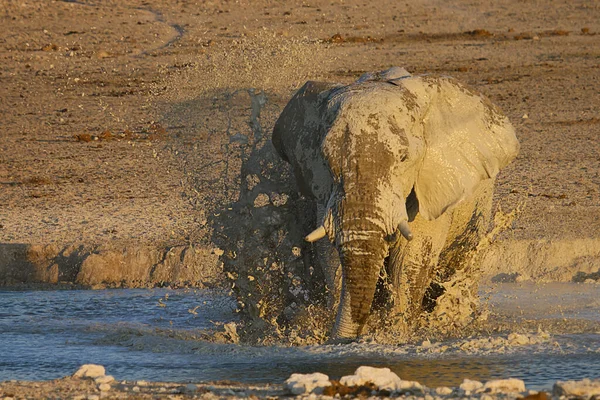 Hippopotame Dans Eau — Photo