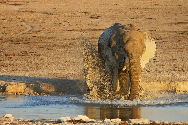 Animal Picture Outdoor Image — Stock Photo, Image