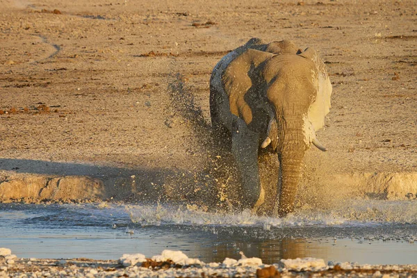 African Big Animal Elephant — Stock Photo, Image