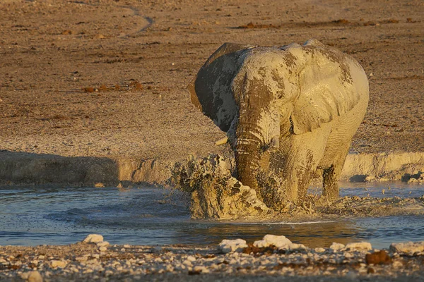 African Big Animal Elephant — Stock Photo, Image