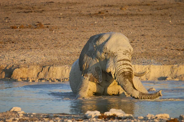 Słoń Wodzie — Zdjęcie stockowe