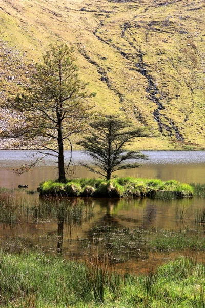 Île Arborée Dans Parc Forestier Glanteenassig Irlande — Photo