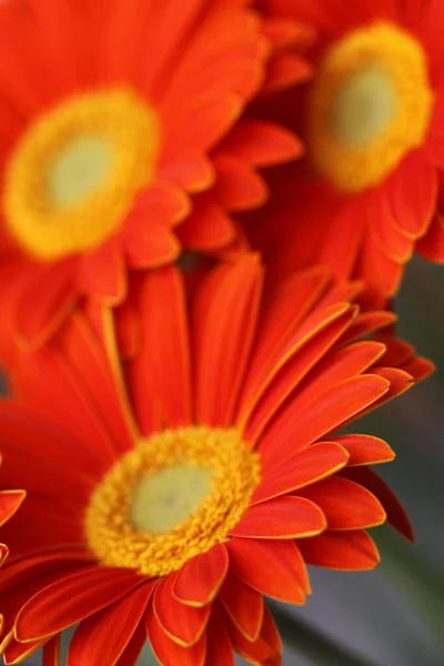 Arka Plan Üzerinde Güzel Gerbera Çiçekleri Yakın Çekim — Stok fotoğraf