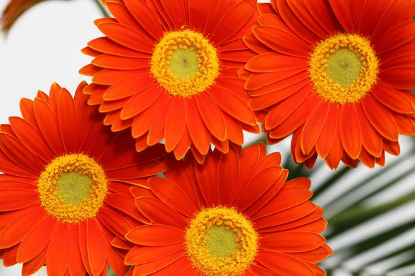 Vackra Gerbera Blommor Bakgrund Närbild — Stockfoto