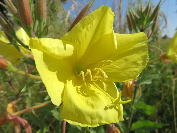 Sıradan Bir Gece Mumu Oenothera Biennis — Stok fotoğraf