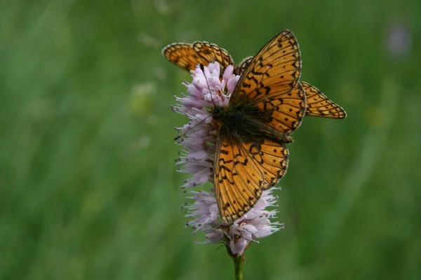 Farfalla Fritillare Insetto Con Ali — Foto Stock